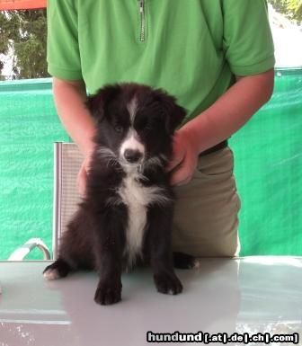 Border Collie amber