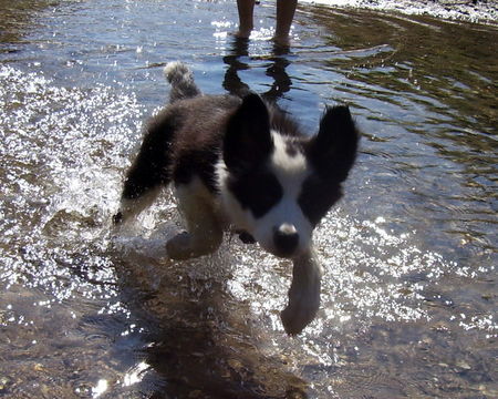 Border Collie Shari im Wasser