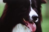 Border Collie Avery from the Lovely Annie