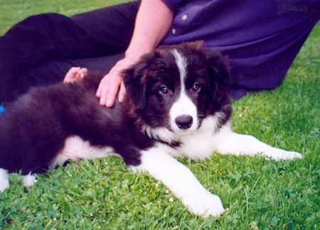 Border Collie Avery mit 3 Monaten