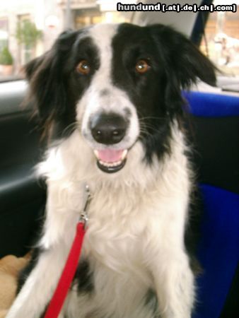 Border Collie AXA