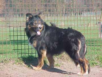 Border Collie Irish Jess