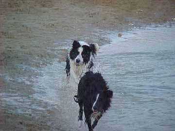 Border Collie Roy & Yeddha