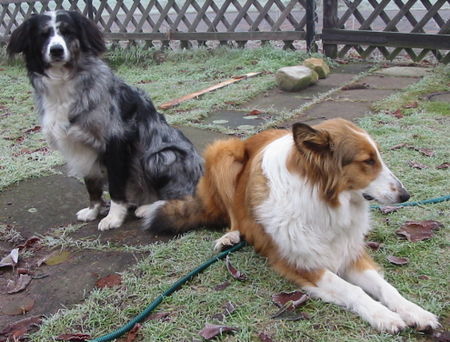 Border Collie bele und grisou