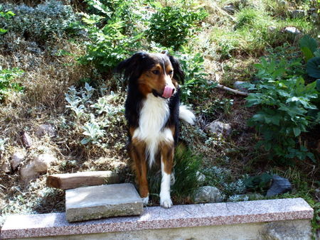 Border Collie boah frauchen isst ne Bockwurst, und ich?