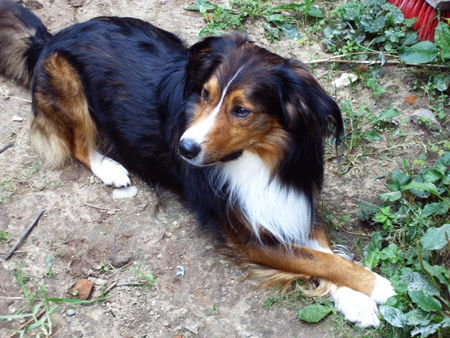 Border Collie hier nohmal unser Bobby