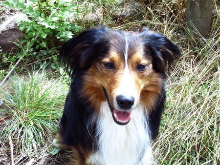 Border Collie das ist unser bester freund bobby