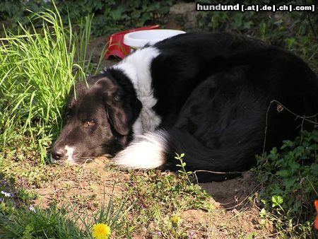 Border Collie border collie mischling