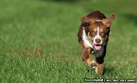 Border Collie Linus beim Spielen