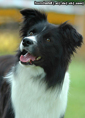 Border Collie Border Collie