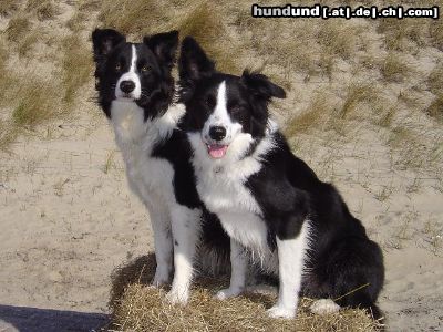 Border Collie 2 im Urlaub