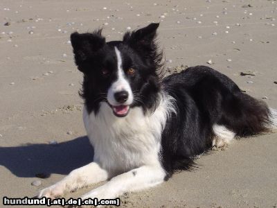 Border Collie Glotz nich so