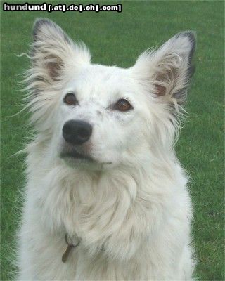 Border Collie Kalle