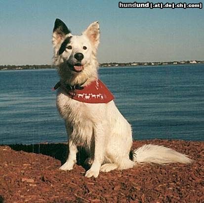 Border Collie schönes  Halstuch