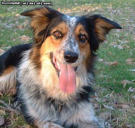 Border Collie auch das ist ein Bordercollie