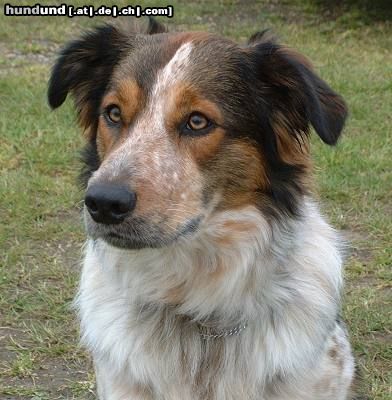 Border Collie Tessi