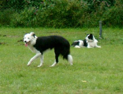 Border Collie aufgenommen beim 1. European Agility Open 2002 in Graz