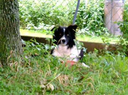 Border Collie aufgenommen beim 1. European Agility Open 2002 in Graz