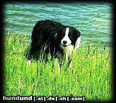 Border Collie Tom die Wasserratte