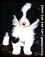 Border Collie Tom´s Sohn Merlin (First Time Hero vom Birkenhof) mit ca. 5 Wochen