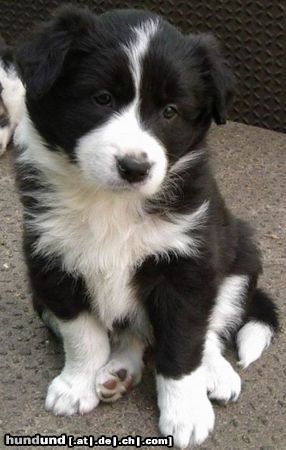 Border Collie Border Welpe