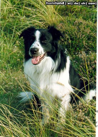 Border Collie Buddy