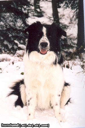 Border Collie Buddy im Winter