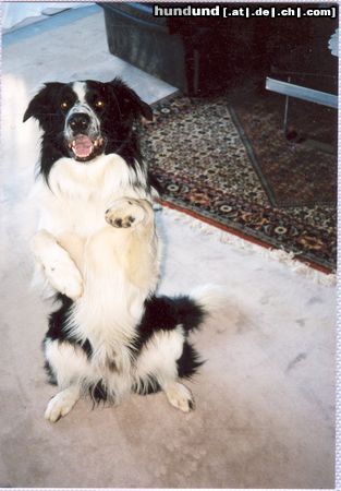 Border Collie Buddy beim Mänchen machen