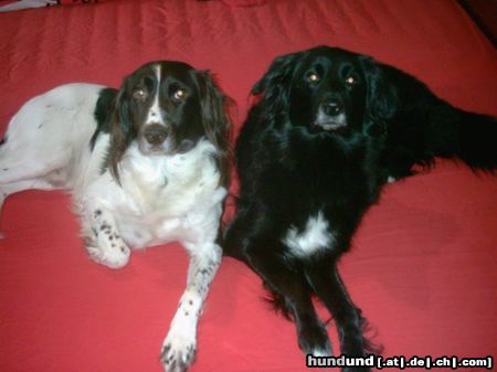 Border Collie Buffy und Tom - Ein starkes Team