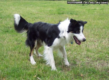 Border Collie Charly beim Spielen