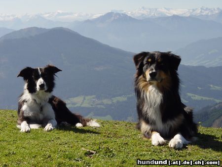 Border Collie Border und Aussie