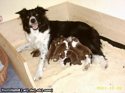 Border Collie Chipsy beim Welpensäugen