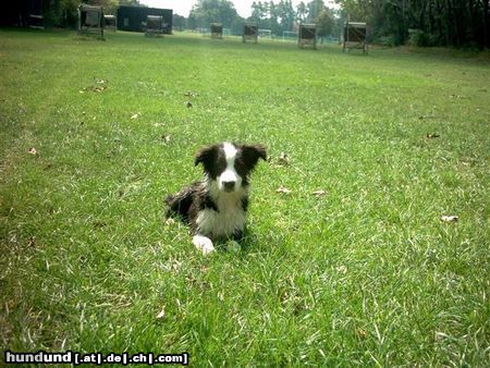 Border Collie Cody relaxt nach dem Badespass