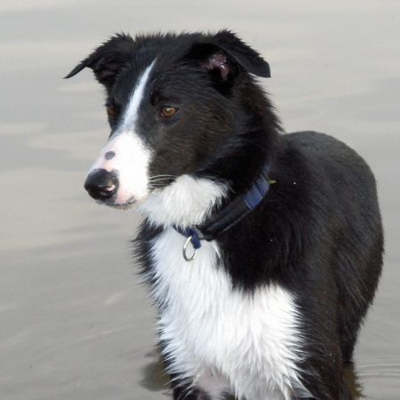 Border Collie mein ganzer Stolz Connor aus Irland