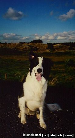 Border Collie Jasper aus St. Peter-Ording