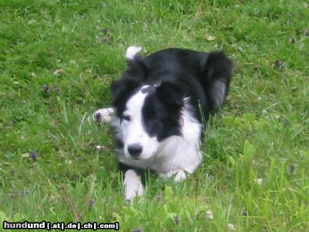 Border Collie Mike beim Hüten