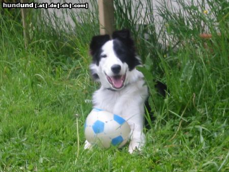 Border Collie Jaaa ich habe den Ball gefasst