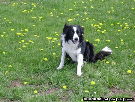 Border Collie Filou