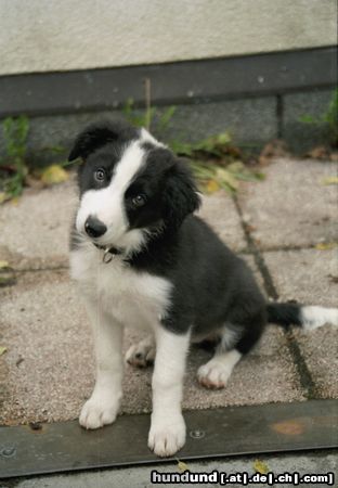 Border Collie Gioca als Baby