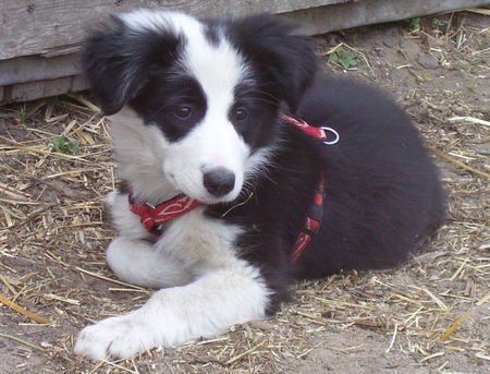 Border Collie Shari