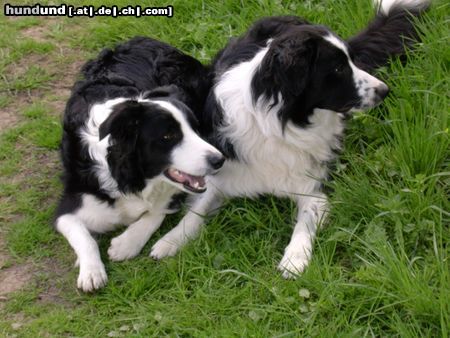 Border Collie Gioca+Filou