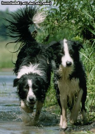 Border Collie Filou + Gioca 