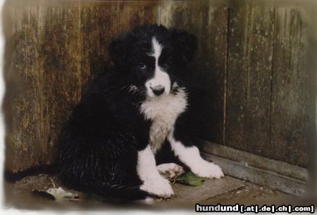 Border Collie Auch die Gina war mal klein ( Perfectly Dream von der Neckarburg )