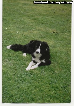 Border Collie Meine süße Gina ( Perfectly Dream von der Neckarburg )