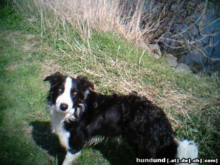 Border Collie Gioca am Main, 1Jahr alt