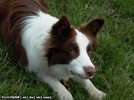 Border Collie Glenlivet of Pinewood Country