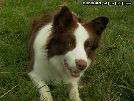 Border Collie Glenlivet of Pinewood Country