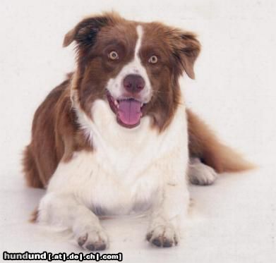 Border Collie Grace beim Fotoshooting