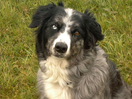 Border Collie können diese augen lügen?