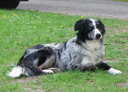 Border Collie grisou